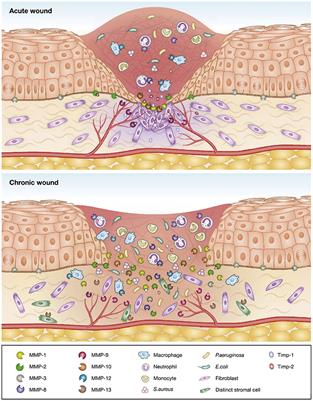 Protein-Based Systems for Topical Antibacterial Therapy